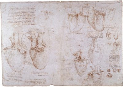 Studi anatomici: vene superficiali da Leonardo da Vinci