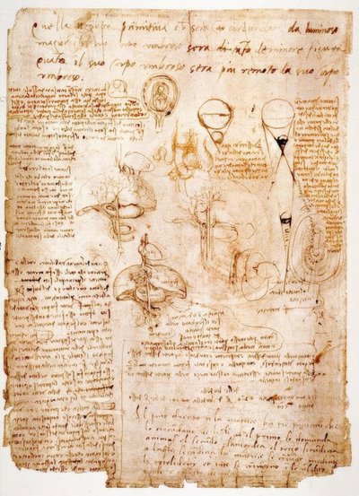 Studi anatomici: organi dell