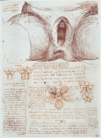 Studi di anatomia: Vulva di una donna multipara dopo il parto da Leonardo da Vinci