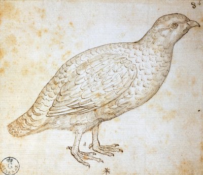 Studi di animali: quaglia da Leonardo da Vinci