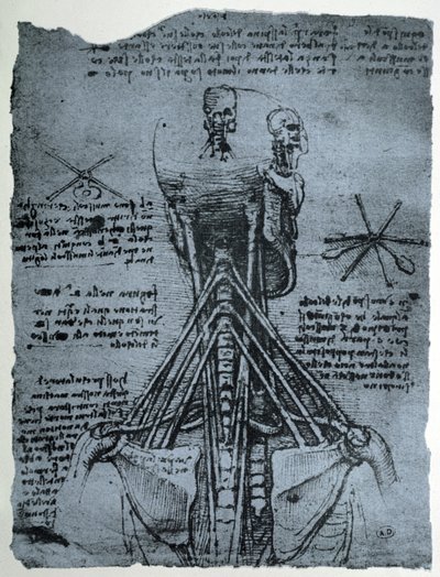 Struttura ossea del collo e della spalla umana, copia facsimile da Leonardo da Vinci
