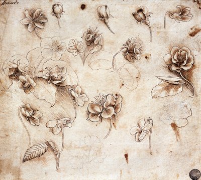 Tavola Botanica, disegno 237 da Leonardo da Vinci
