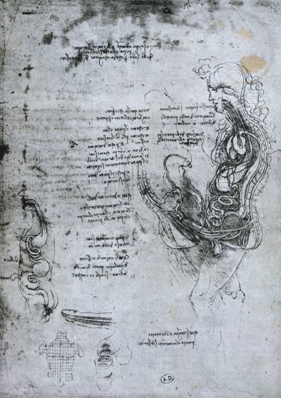 Coito di uomo e donna emisezionati, copia facsimile da Leonardo da Vinci