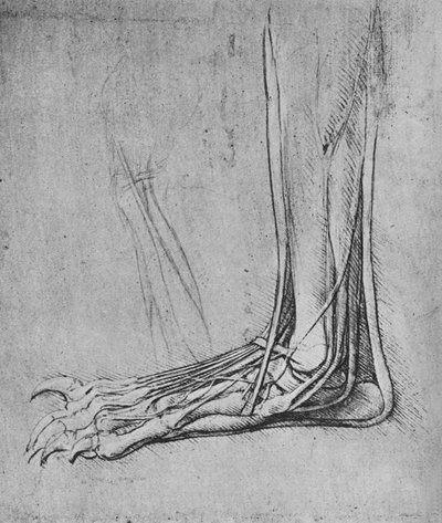 Dissezione di una zampa di orso a sinistra, c1480 1945 da Leonardo da Vinci