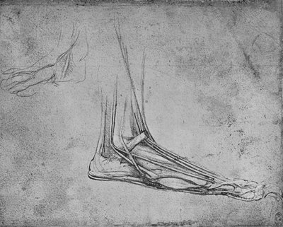 Dissezione di una zampa di orso a destra, c1480 1945 da Leonardo da Vinci