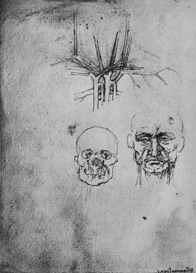 Disegno che mostra la posizione dei vasi sanguigni nel collo e nel viso, c1480 da Leonardo da Vinci
