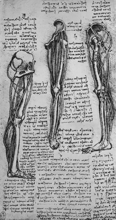 Disegni di una gamba sinistra che mostra ossa e tendini, c1480 1945 da Leonardo da Vinci