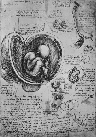 Disegni di un embrione nell
