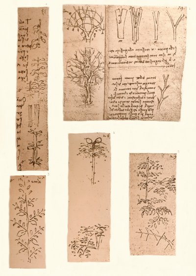 Cinque disegni che illustrano gli elementi della pittura di paesaggio da Leonardo da Vinci