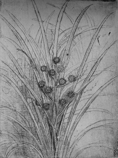Giunchi fioriti, c1480 da Leonardo da Vinci