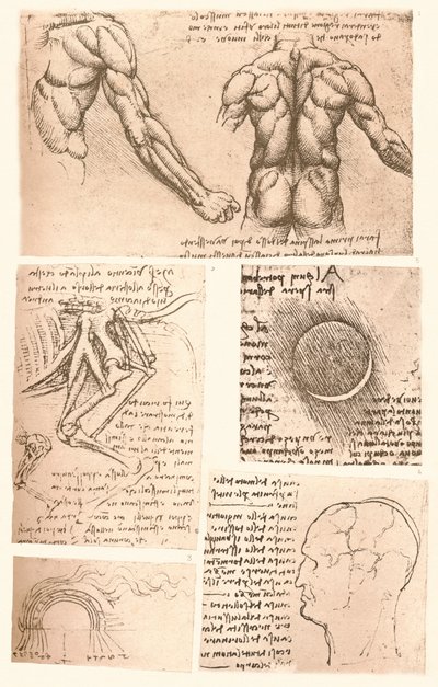 Quattro disegni anatomici, c1472-c1519 1883 da Leonardo da Vinci