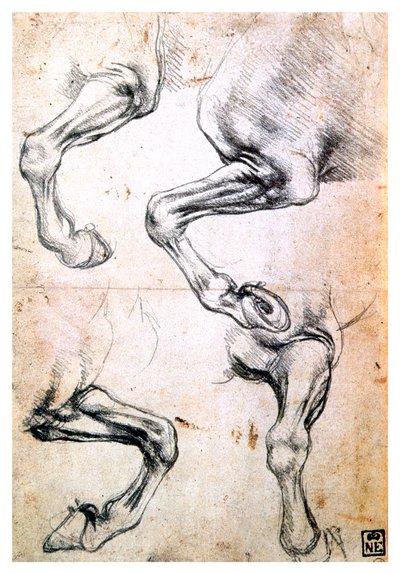 Quattro studi di gambe di cavallo, c1500 da Leonardo da Vinci