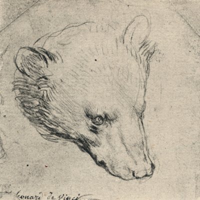 Testa di un orso, c1480 1945 da Leonardo da Vinci