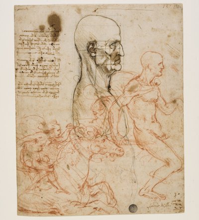 Busto umano di profilo con studio delle proporzioni, c. 1490-1499 da Leonardo da Vinci