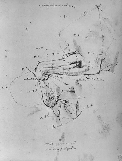 Disegno misurato della zampa anteriore di un cavallo, c1480 da Leonardo da Vinci
