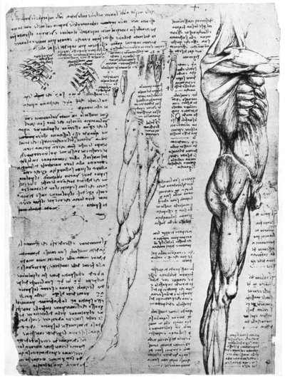 Studi muscolari, fine XV o inizio XVI secolo da Leonardo da Vinci