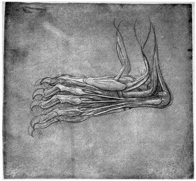 Muscoli e tendini in un piede, possibilmente di una lepre, fine XV o inizio XVI secolo, 1954 da Leonardo da Vinci