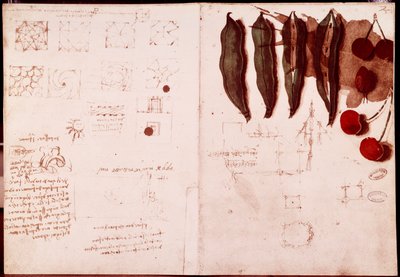 Note e schizzi di botanica e geometria da Leonardo da Vinci