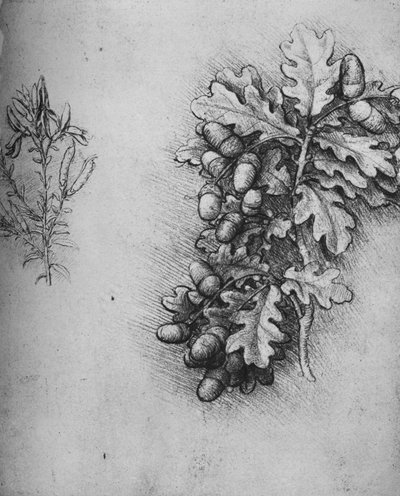 Foglie di quercia con ghiande e ginestra tintoria, c1480 1945 da Leonardo da Vinci
