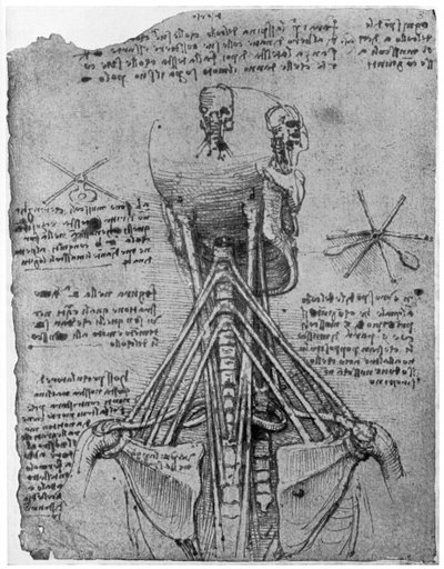 Vista posteriore di uno scheletro che mostra i tendini del collo, fine XV o inizio XVI secolo 1954 da Leonardo da Vinci