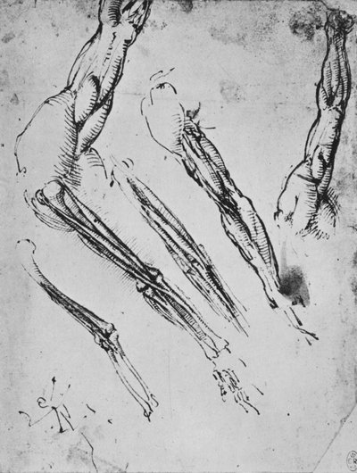 Sei studi di un braccio che mostrano in tre casi le ossa, c1480 da Leonardo da Vinci
