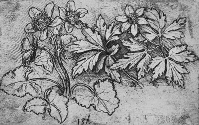 Schizzo di una pianta da Leonardo da Vinci