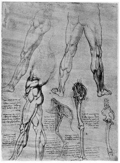 Studi di anatomia comparata da Leonardo da Vinci
