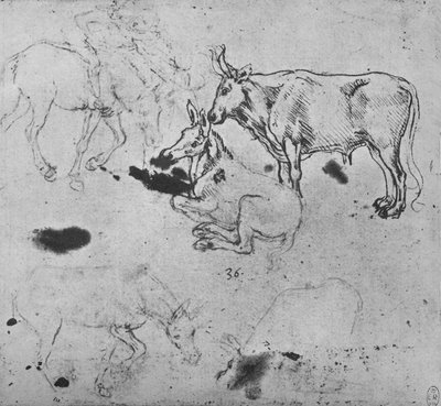 Studi di asini e di un bue, c1480 da Leonardo da Vinci