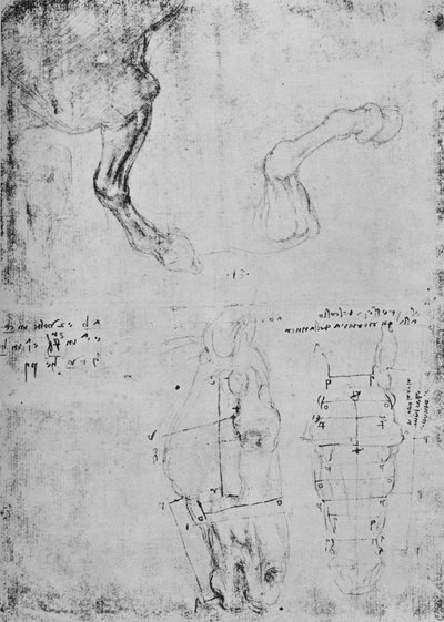 Studi delle zampe anteriori dei cavalli e disegni misurati delle teste dei cavalli, c1480 1945 da Leonardo da Vinci