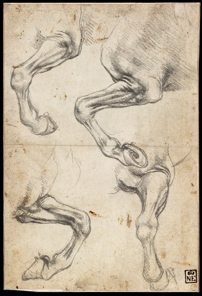 Studi sulla gamba del cavallo da Leonardo da Vinci