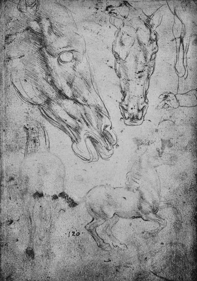 Studi di cavalli e teste di cavalli da Leonardo da Vinci