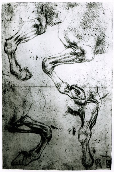 Studi delle gambe dei cavalli da Leonardo da Vinci