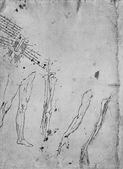 Studi di gambe, delle ossa e dei tendini di una gamba, di un braccio e delle ossa e dei tendini di un braccio da Leonardo da Vinci