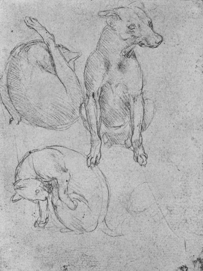 Studi di un cane e di un gatto, c1480 1945 da Leonardo da Vinci