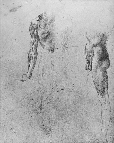 Studi di un uomo nudo visto da dietro e di lato, c1480 da Leonardo da Vinci