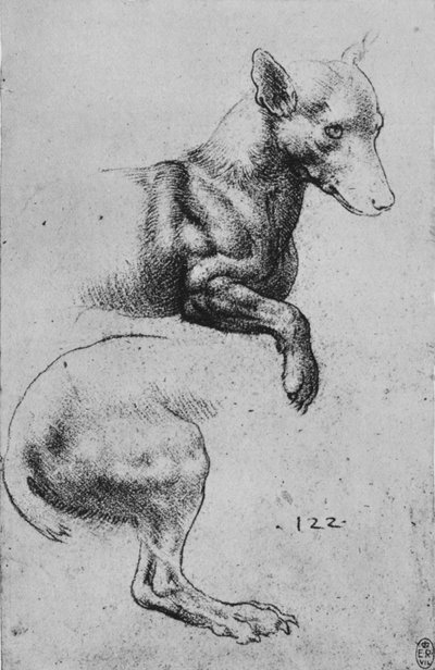 Studi della parte anteriore e posteriore di un cane da Leonardo da Vinci
