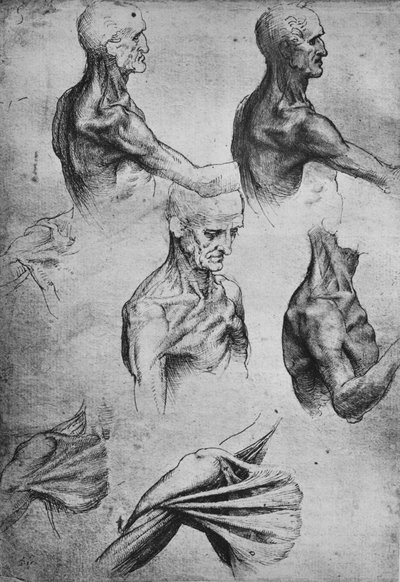 Studi della Testa e delle Spalle di un Uomo, c. 1480 1945 da Leonardo da Vinci