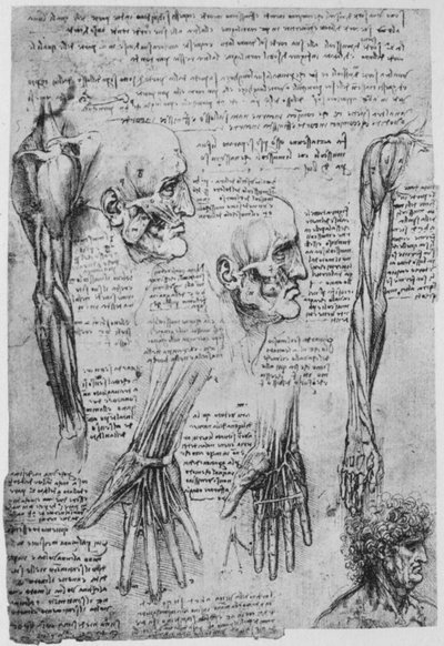 Studi dei muscoli del viso e del braccio da Leonardo da Vinci