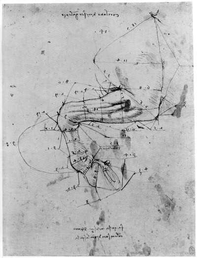 Studio sulla proporzione della gamba di un cavallo da Leonardo da Vinci