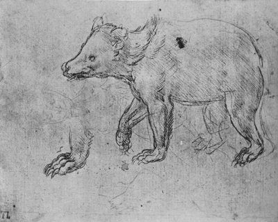 Studio di un orso, c1480 1945 da Leonardo da Vinci
