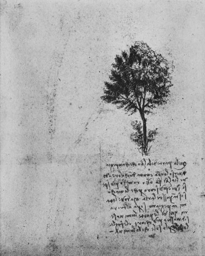 Studio di un albero da Leonardo da Vinci