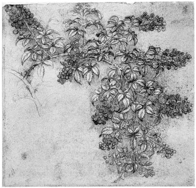 Studio di un ramo di mora, fine XV o inizio XVI secolo da Leonardo da Vinci