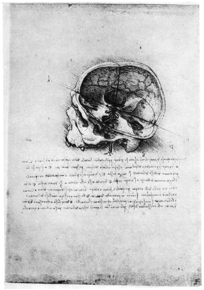 Studio di un teschio umano, fine XV o inizio XVI secolo da Leonardo da Vinci