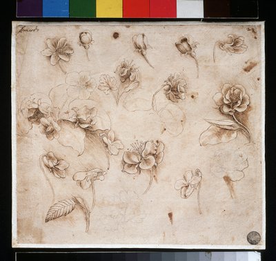 Studio di fiori da Leonardo da Vinci