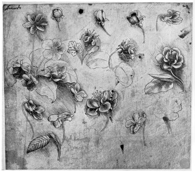Studio di fiori, c1481-1483 da Leonardo da Vinci