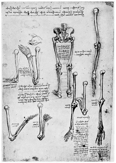 Studio di ossa umane da Leonardo da Vinci