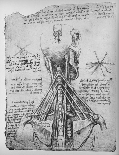 Studio della vista posteriore di uno scheletro, mostrando i tendini del collo, c1480 1945 da Leonardo da Vinci