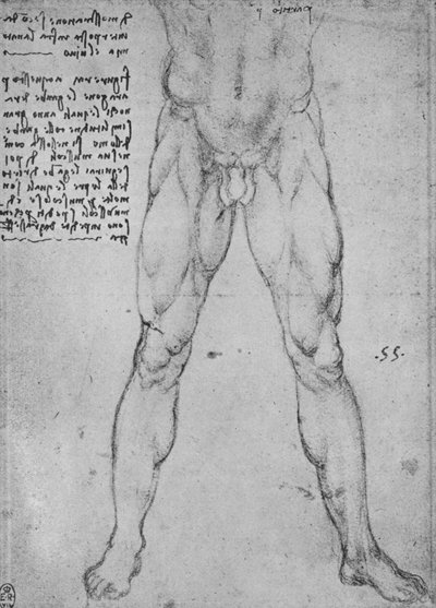 Studio della metà inferiore di un uomo nudo di fronte, c1480 1945 da Leonardo da Vinci