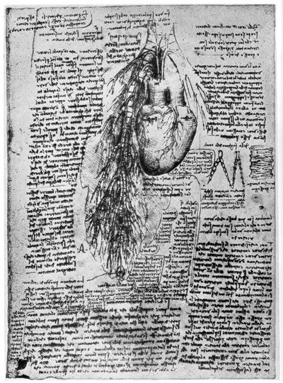 Studio del cuore e delle arterie bronchiali, fine XV o inizio XVI secolo da Leonardo da Vinci