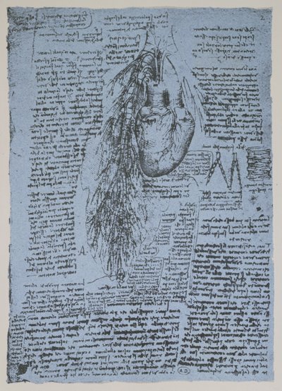 Il cuore e le arterie bronchiali, facsimile del libro di Windsor da Leonardo da Vinci